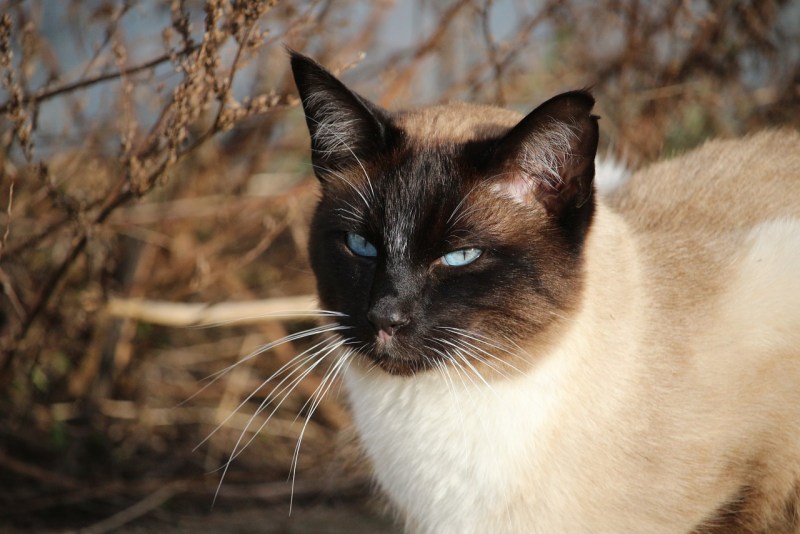 Сиамский и тайский кот