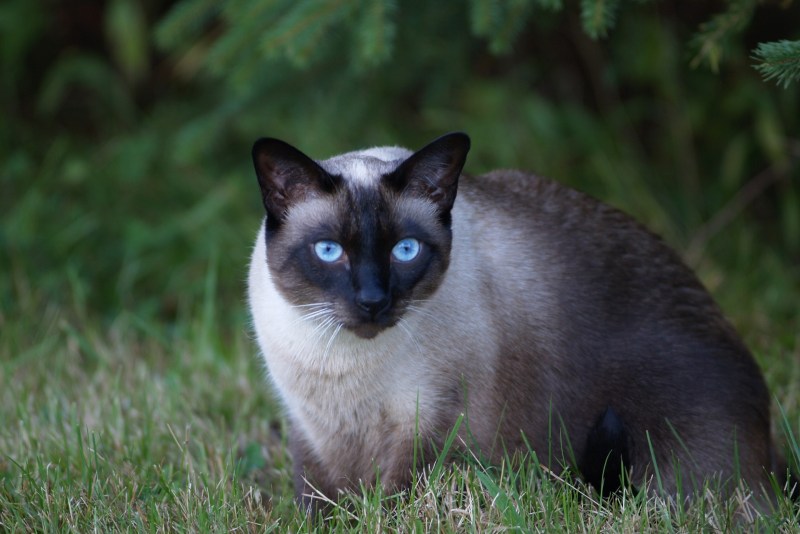 Сиамская кошка