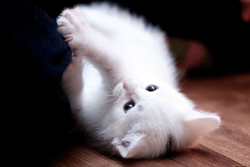 Кошка белая