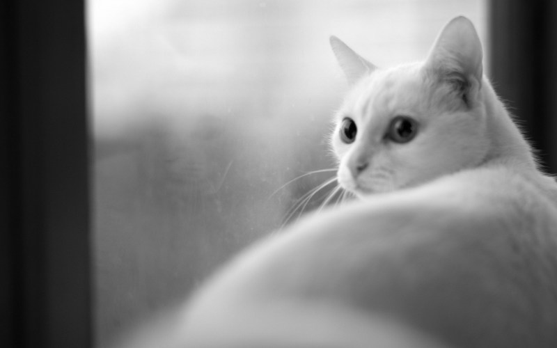 Милые котята белые пушистые