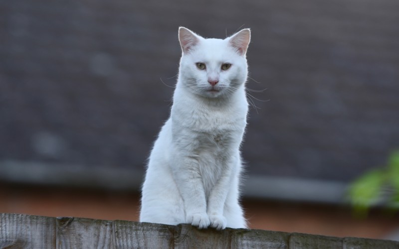 Кот плачет