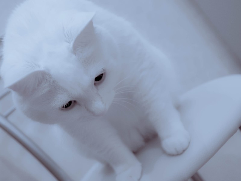 Смущенный котик