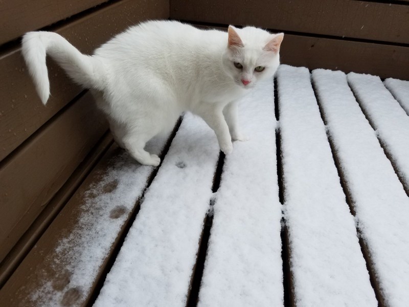 Тень кота