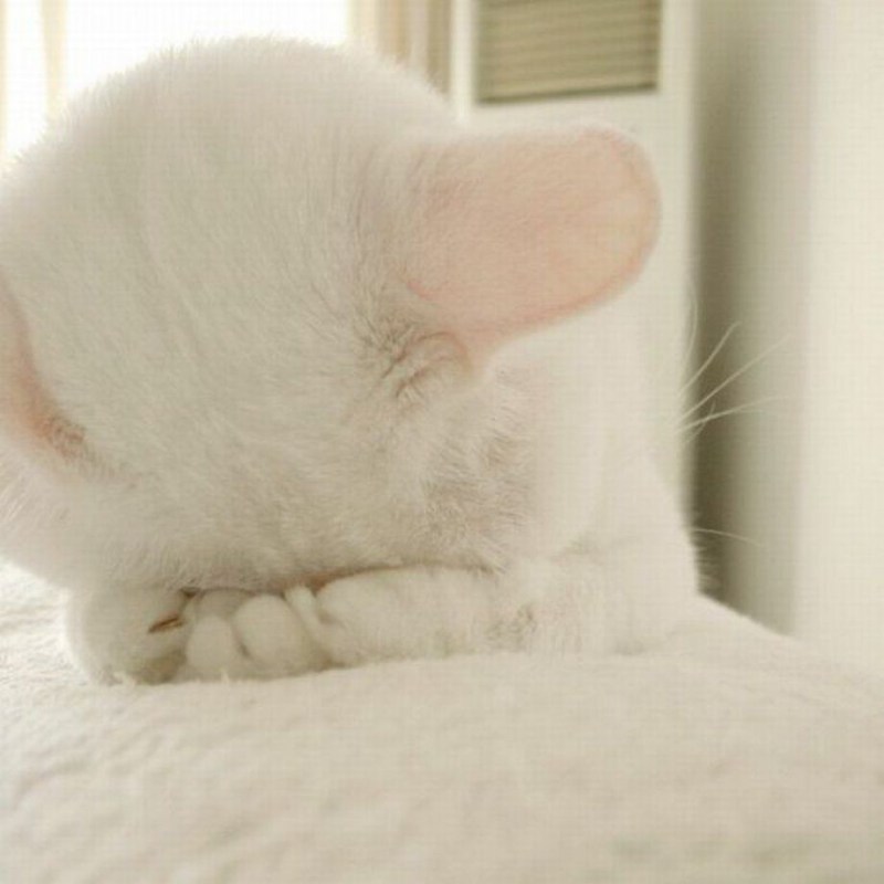 Плачущие котики