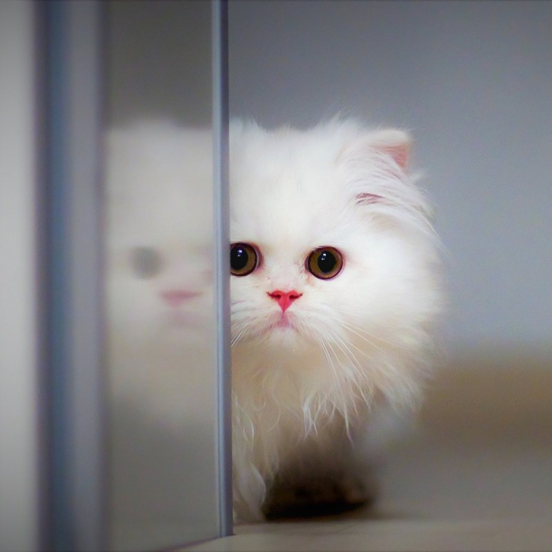 Картинки на рабочий стол кот