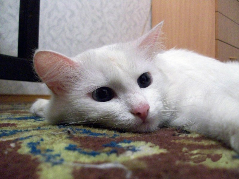 Грустная кошка картинки