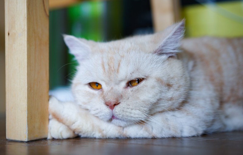 Кошка ваниль