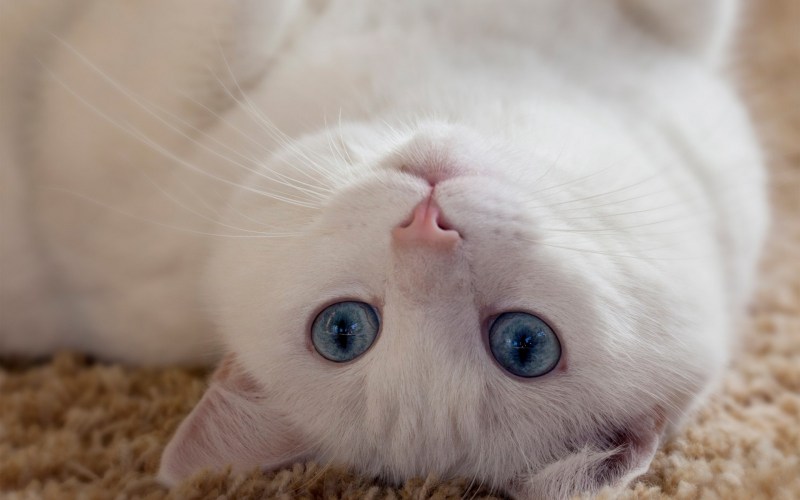 Грустная белая кошка