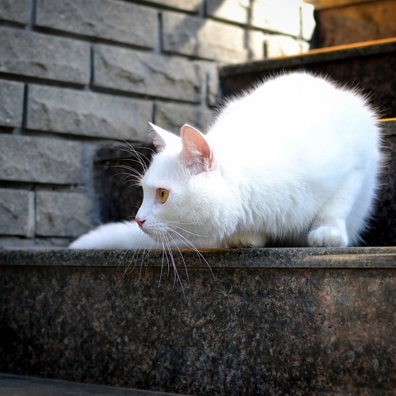 Кошка лежит грустит