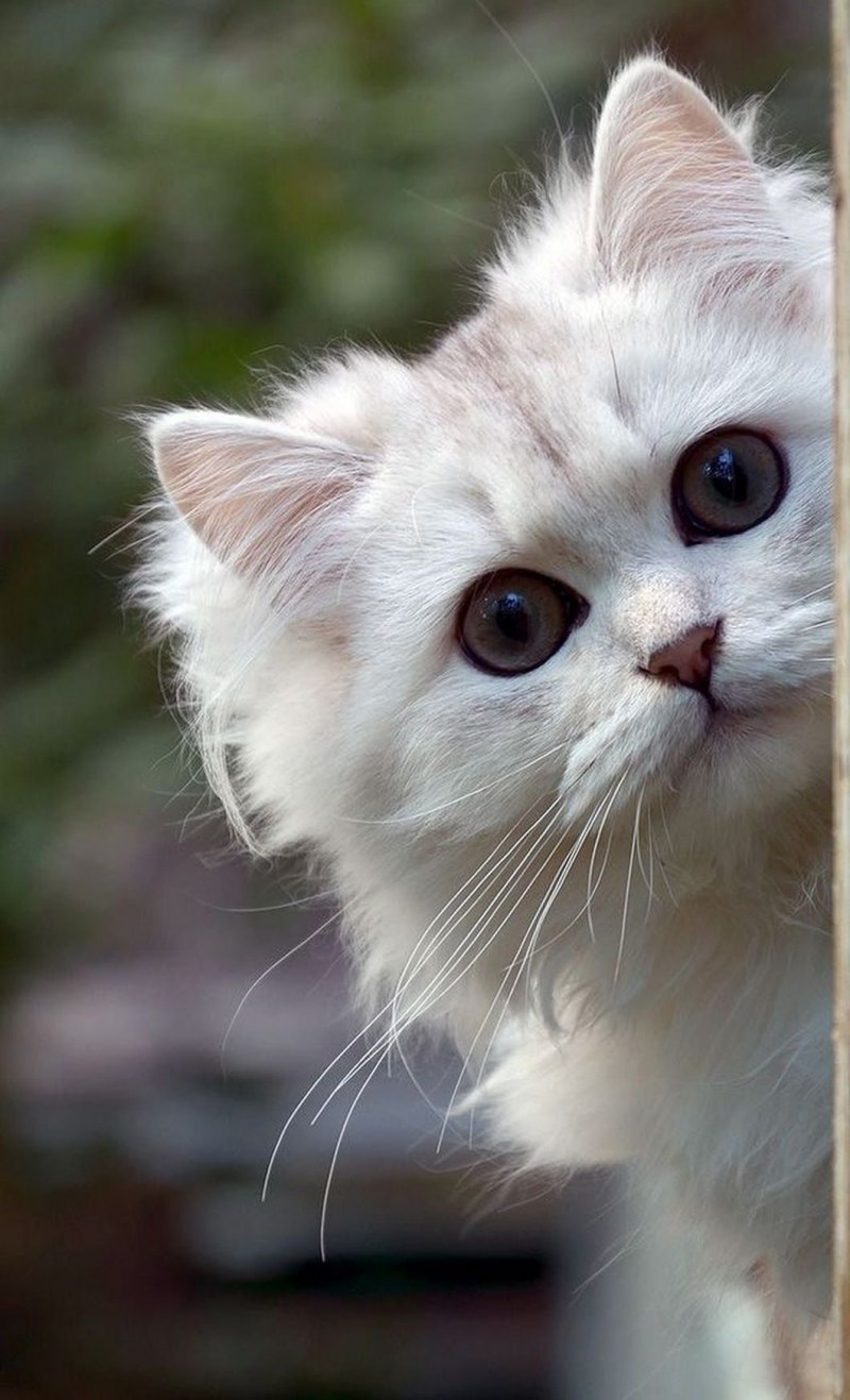 Котик выглядывает