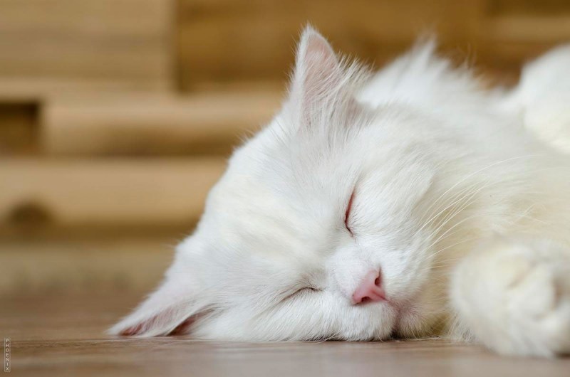 Кошки маленькие