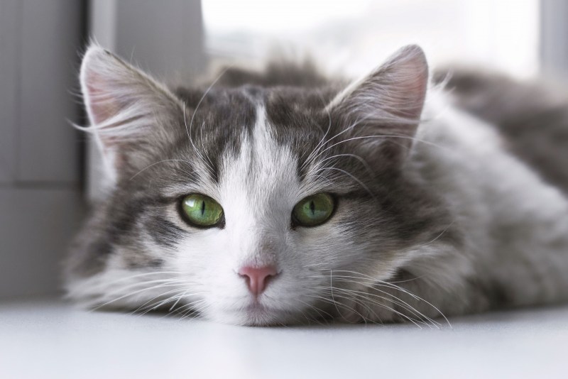Котенок с закрытыми глазами