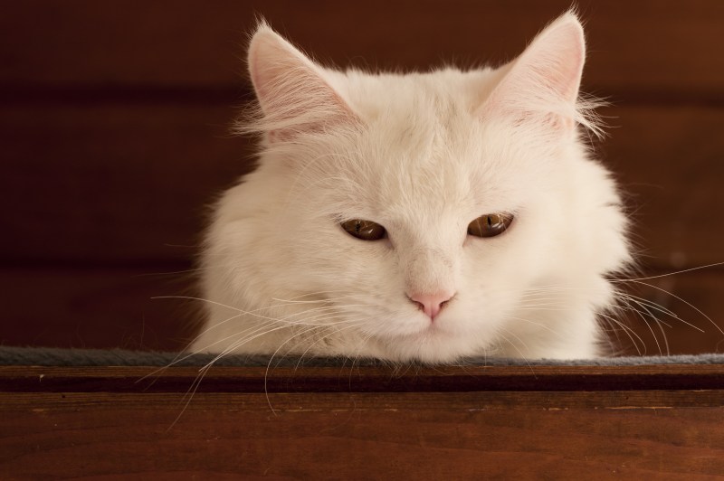 Чучело белого кота