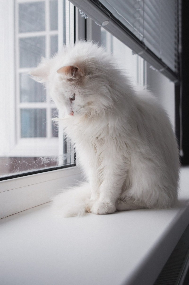Белая кошка дома