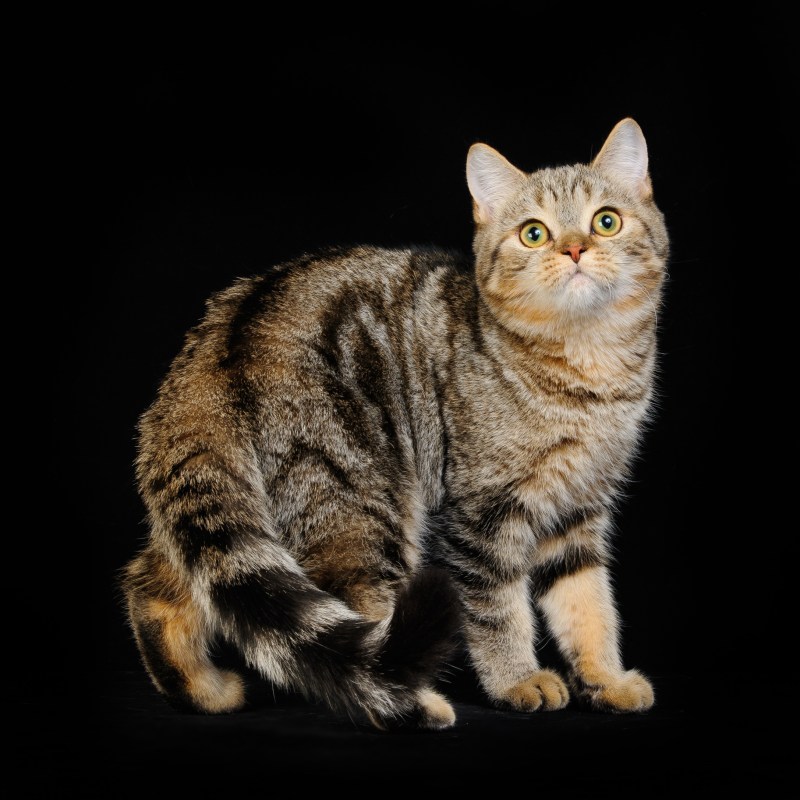 Скоттиш страйт мраморный