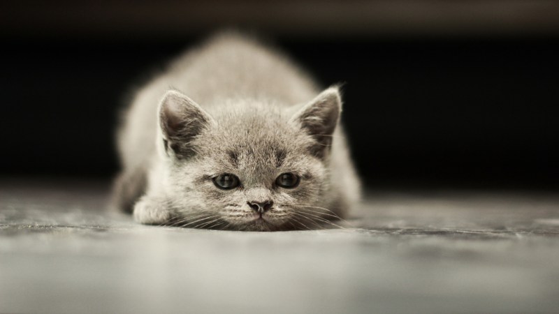 Белая кошка грустит