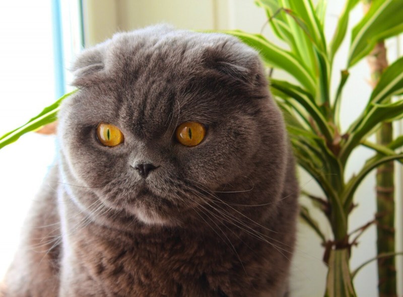 Шотландская вислоухая кошка характер