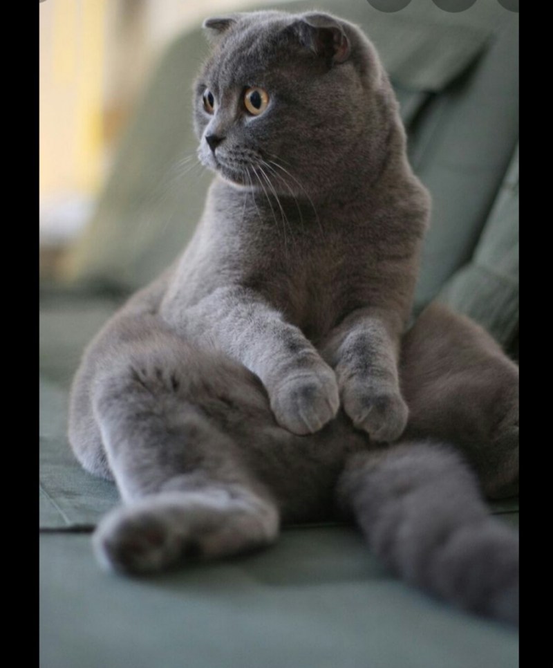 Шотландская вислоухая кошка