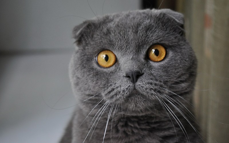 Британский вислоухий кот