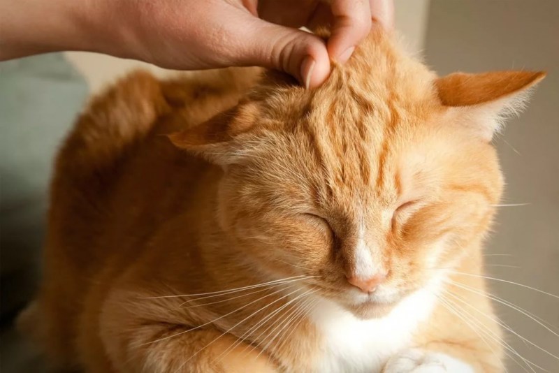 Гладить кошку