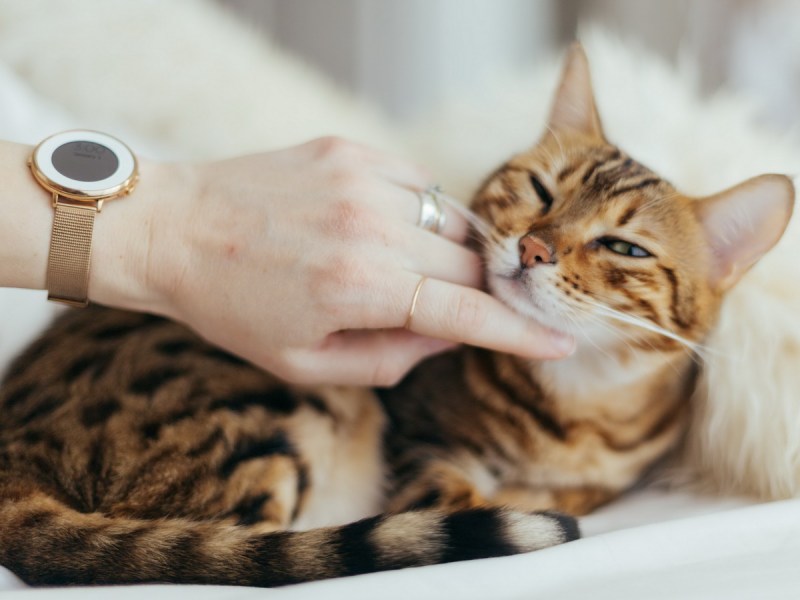 Кошка мурчит