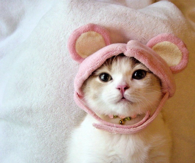 Шапочка котика