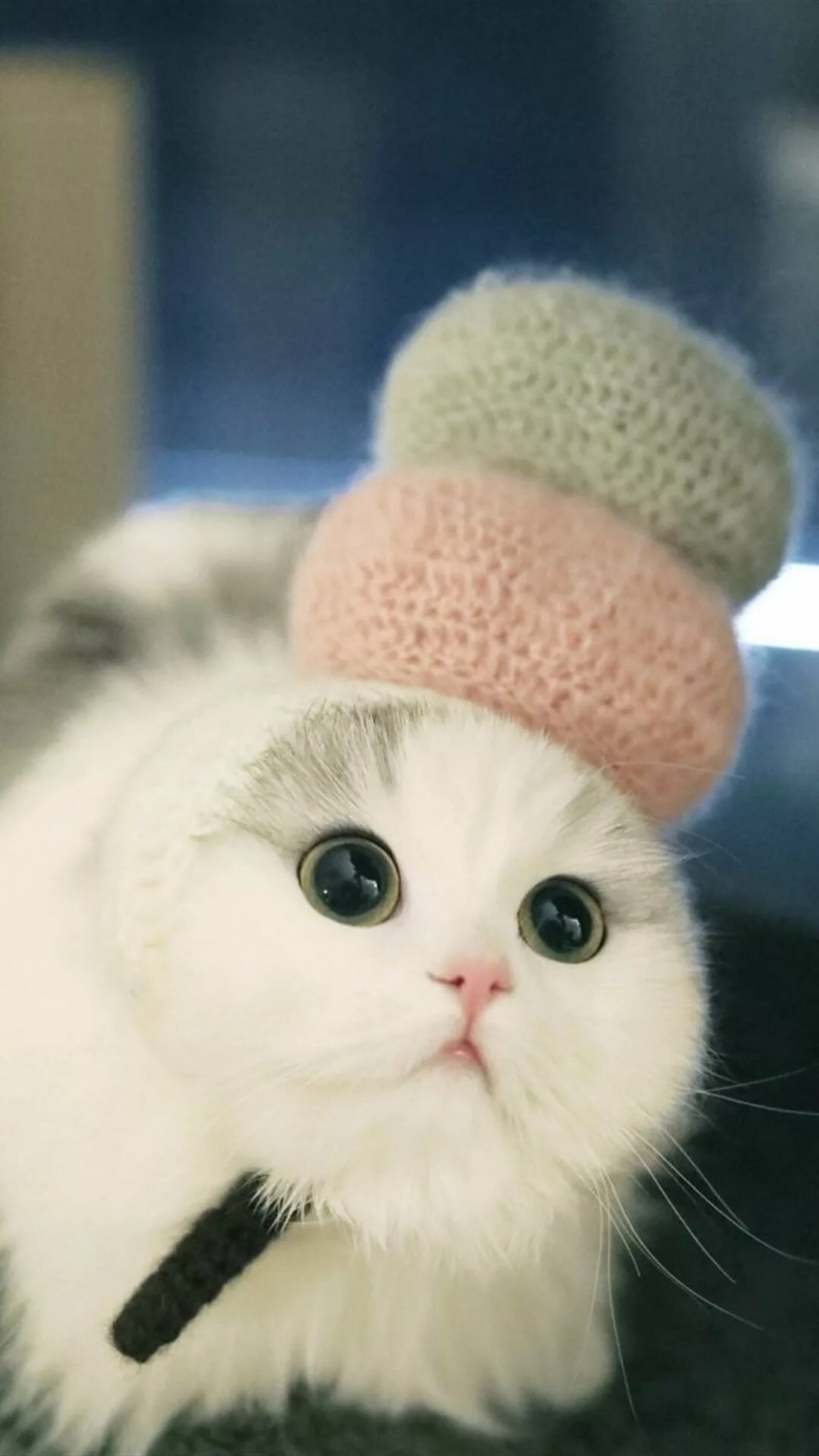 Милый кот