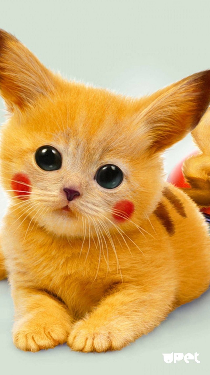 Няшный котик