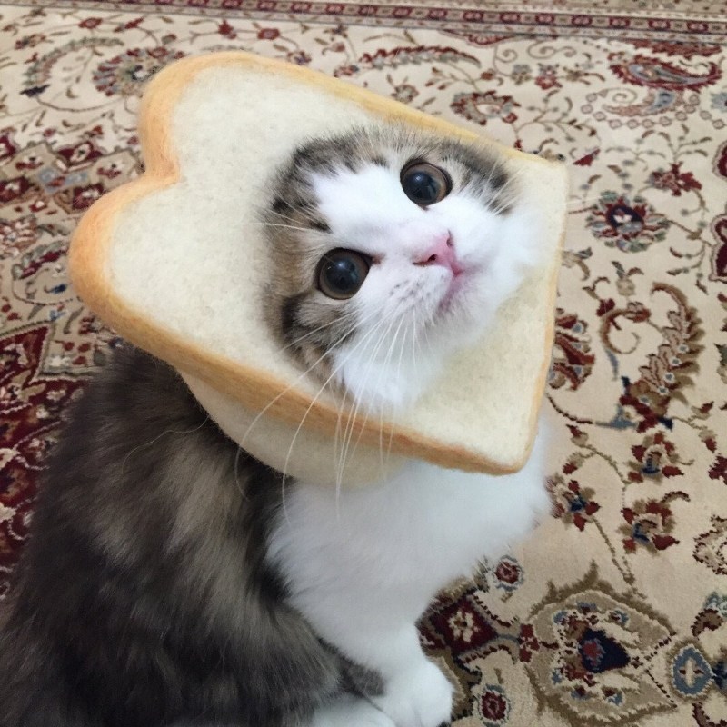 Милые котики в хлебушках