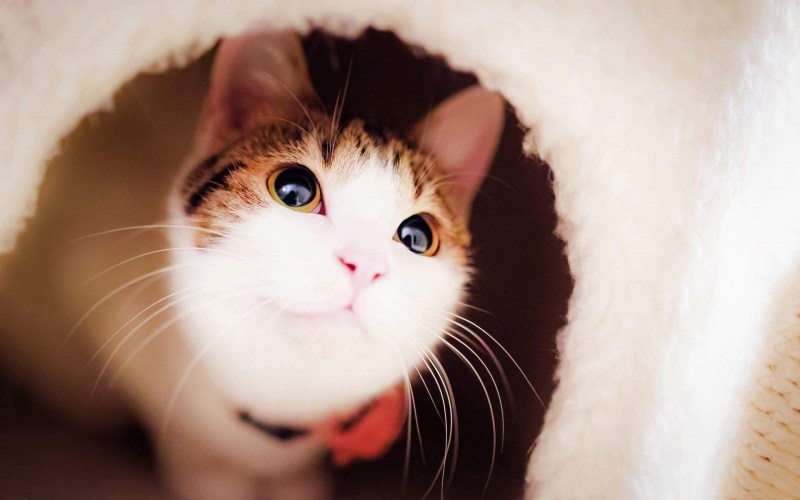 Милая морда кота