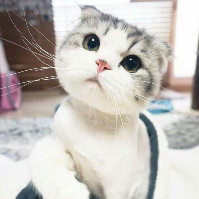 Котики смешные милые