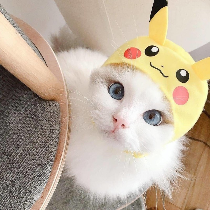 Кошка Пикачу