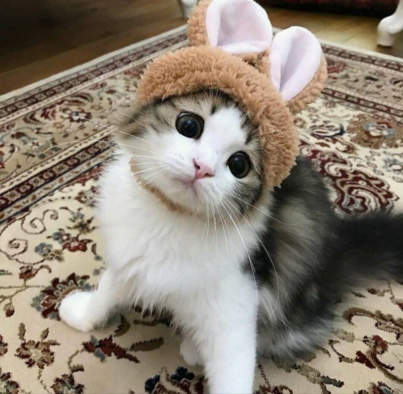 Милый котик пикча