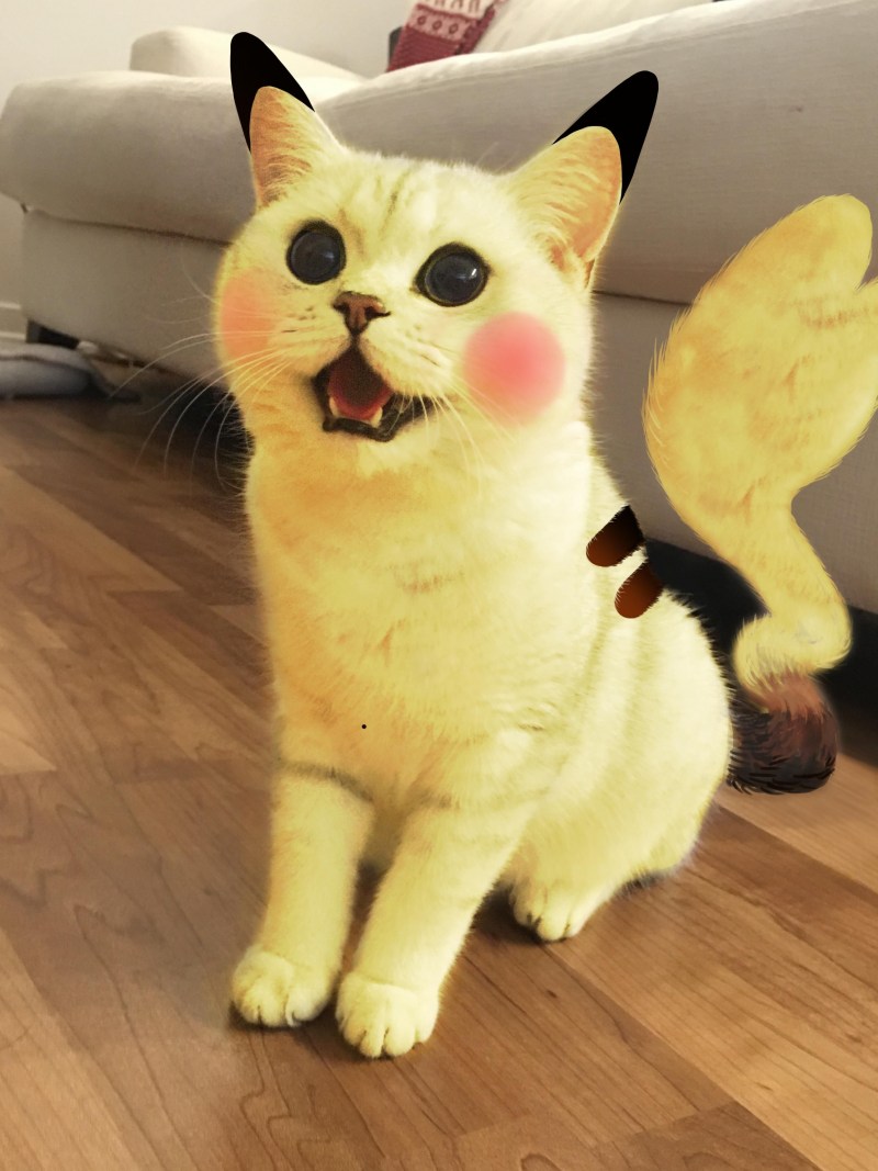 Кот Пикачу