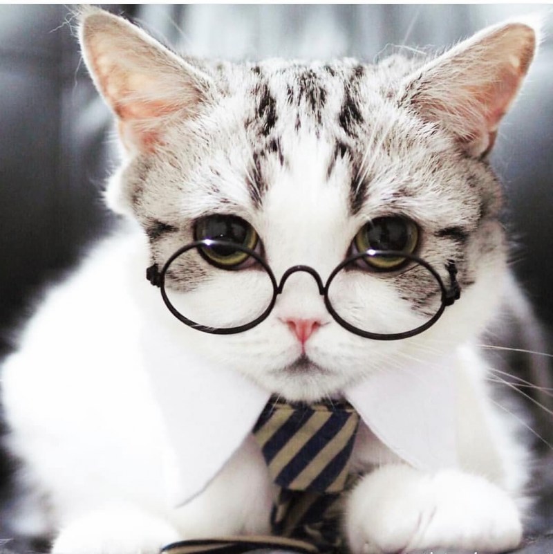 Няшные котики