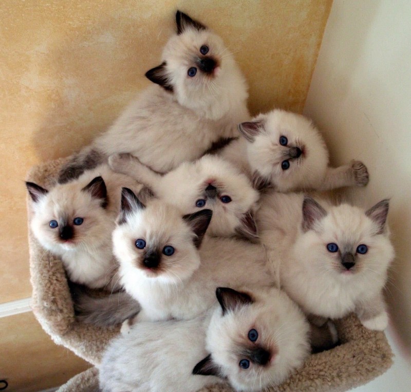 Много котиков