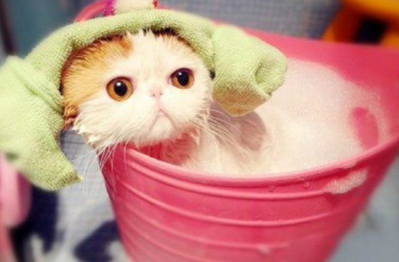 Няшные котики