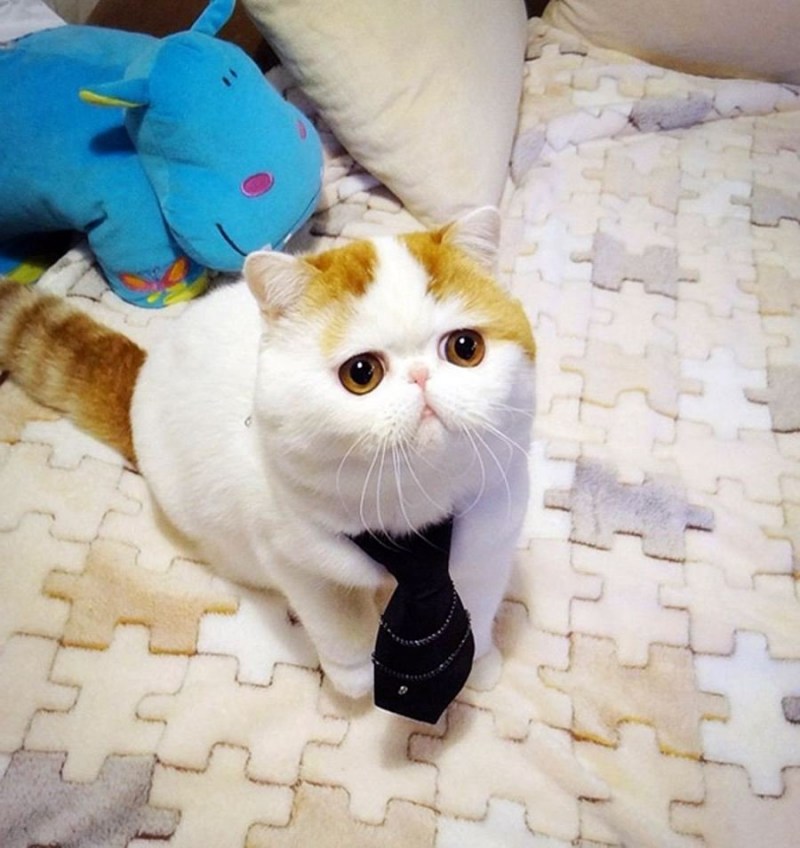 Японский кот Снупи