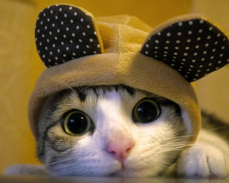 Няшные котики
