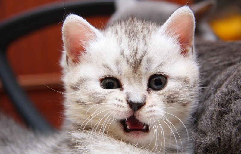 Котята няшки