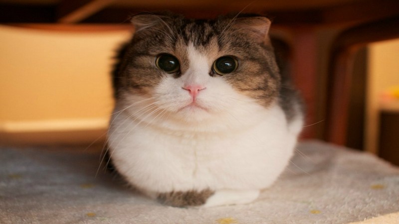 Няшный кот