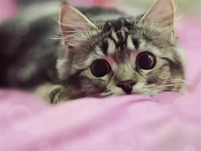 Картинки котиков милых