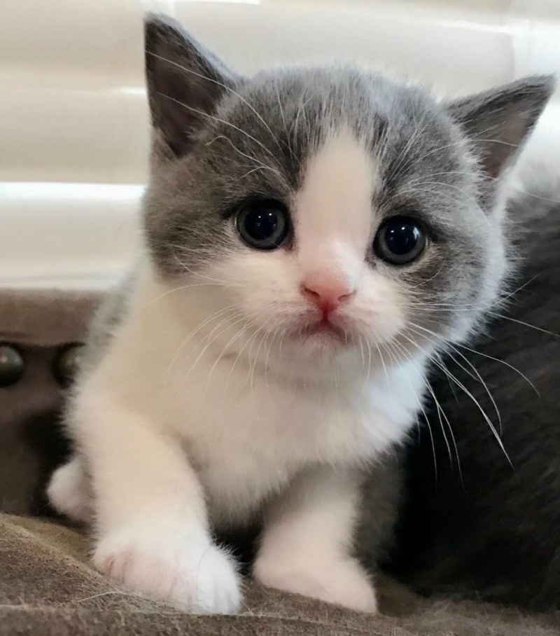 Милые котики