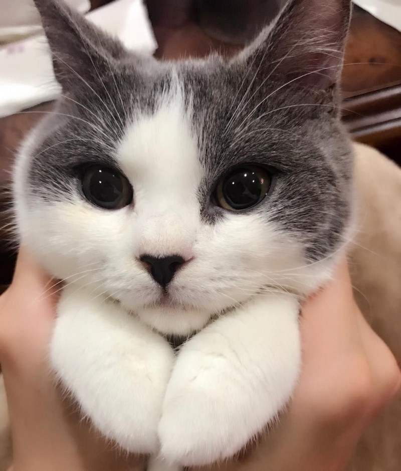 Милые мордочки котят