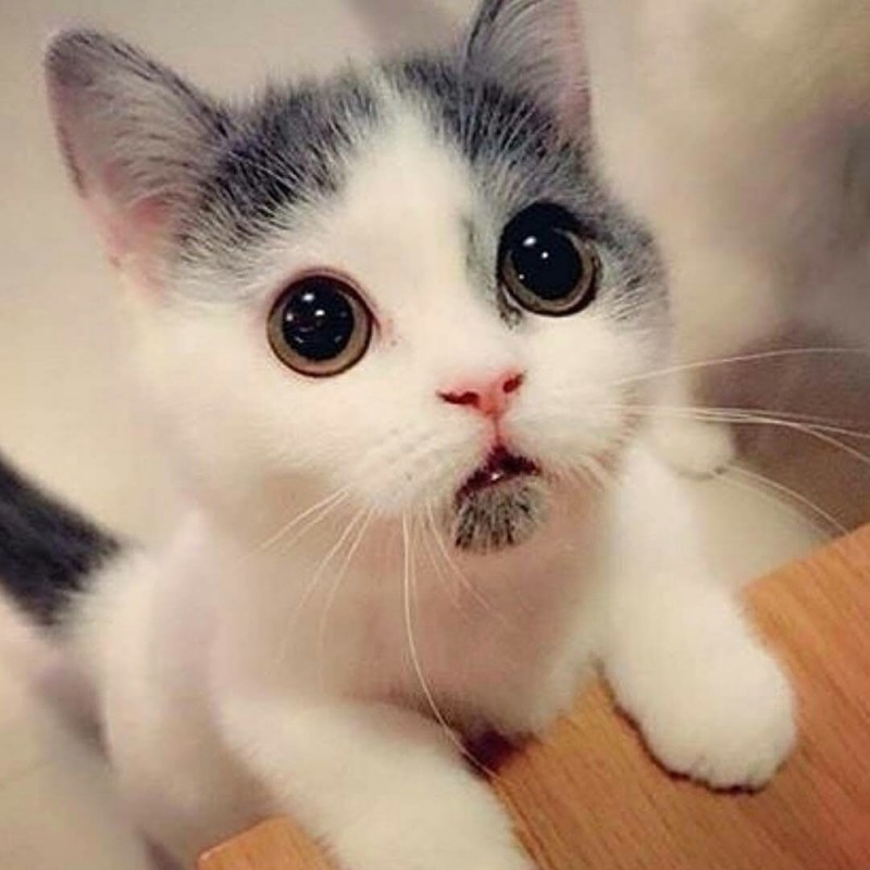 Милые котёнки
