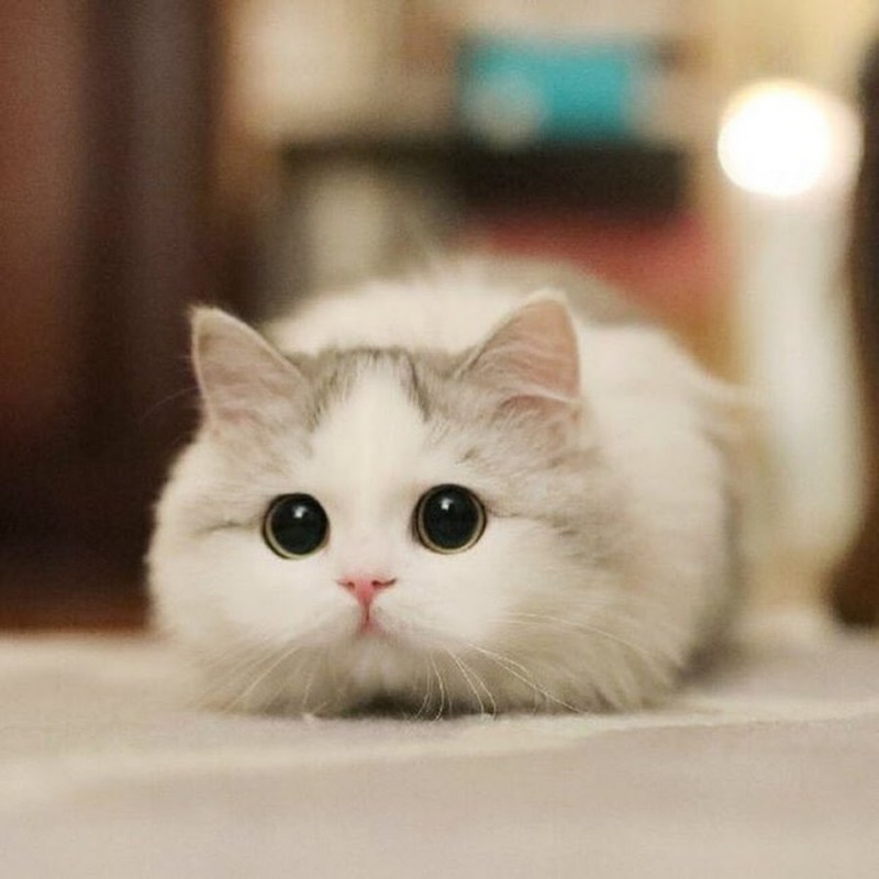 Няшные котята