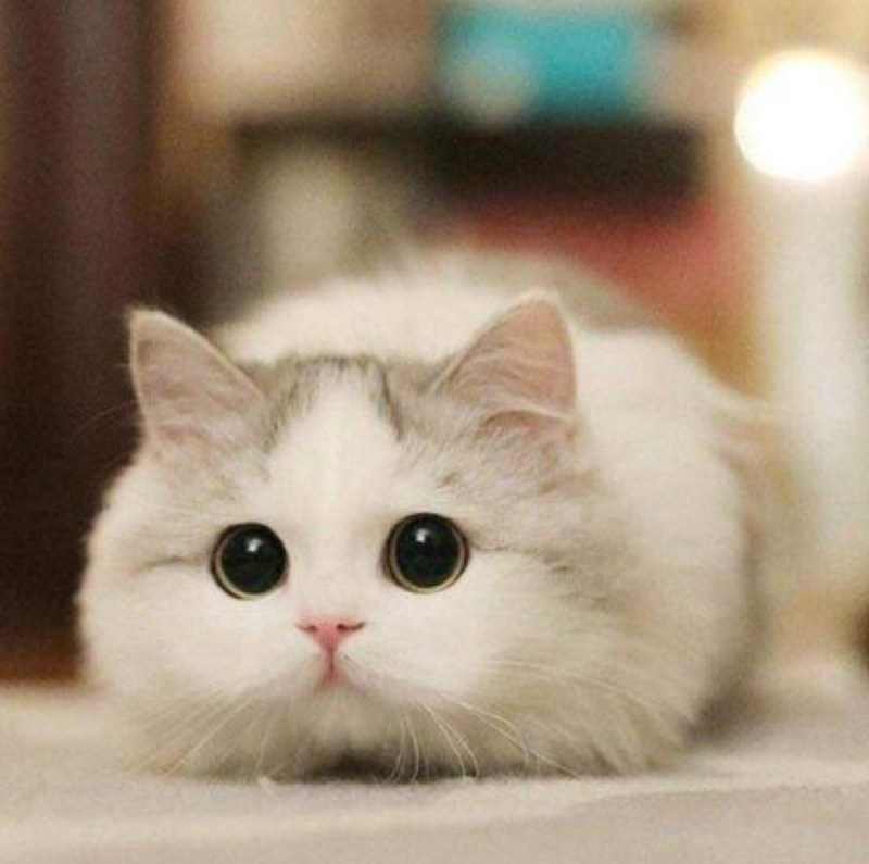 Няшный кот