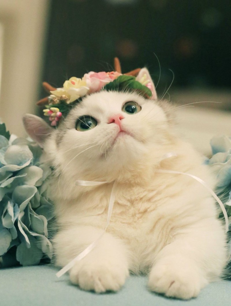 Милые кошечки