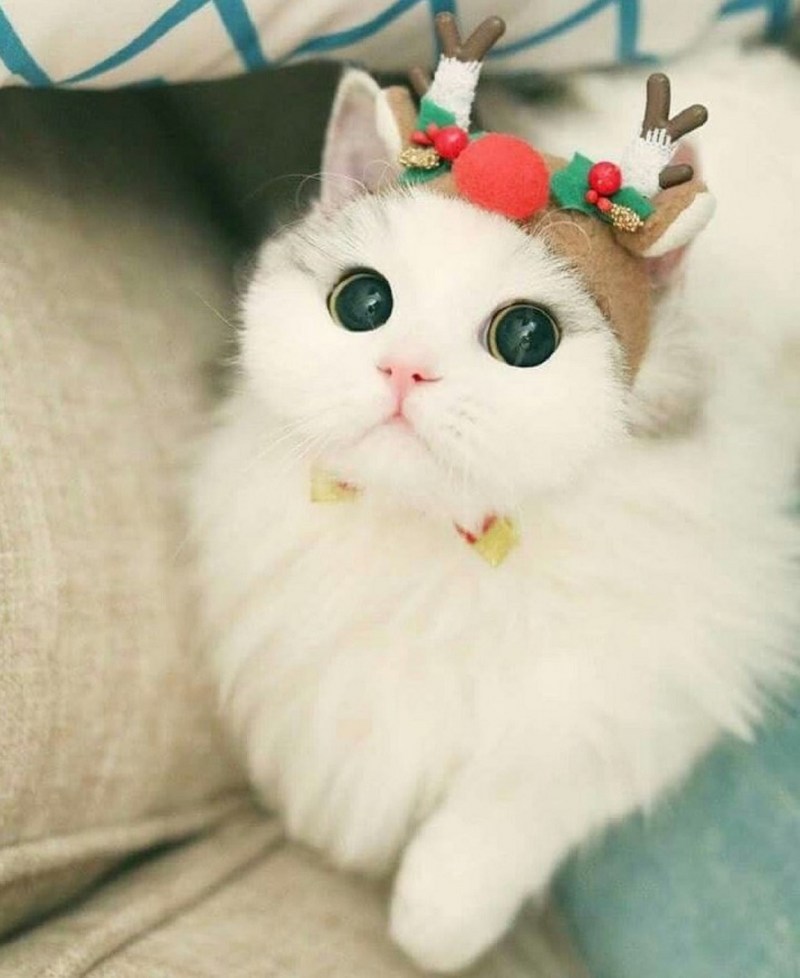 Няшные коты