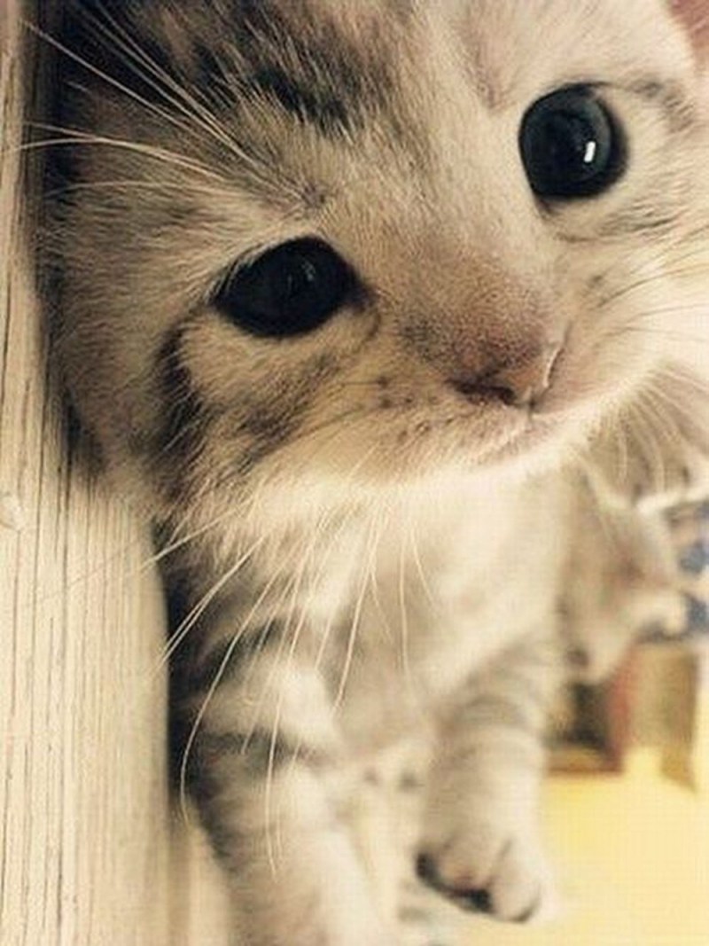 Няшный котенок